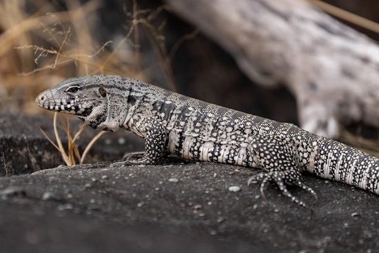 South Georgia on Edge as 4-Foot Egg-Eating Lizard Moves In