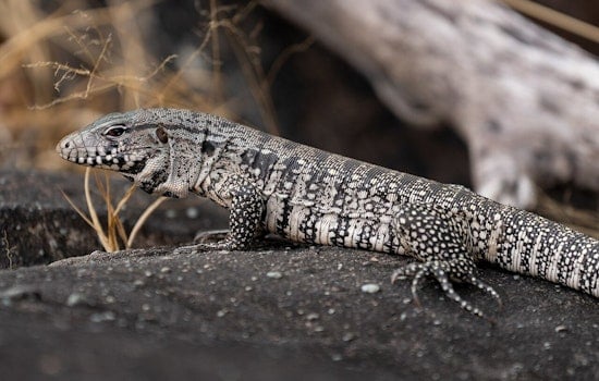 South Georgia on Edge as 4-Foot Egg-Eating Lizard Moves In