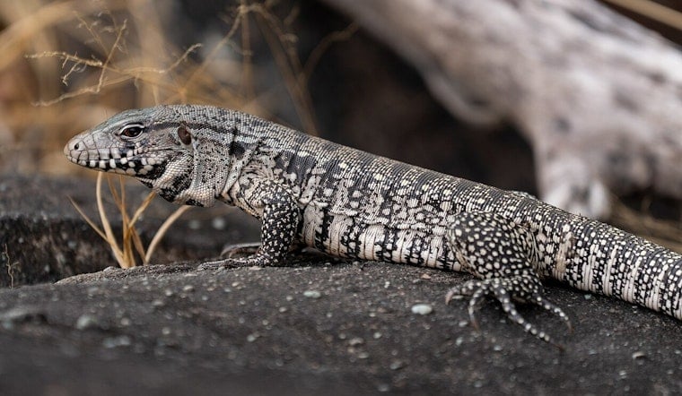 South Georgia on Edge as 4-Foot Egg-Eating Lizard Moves In