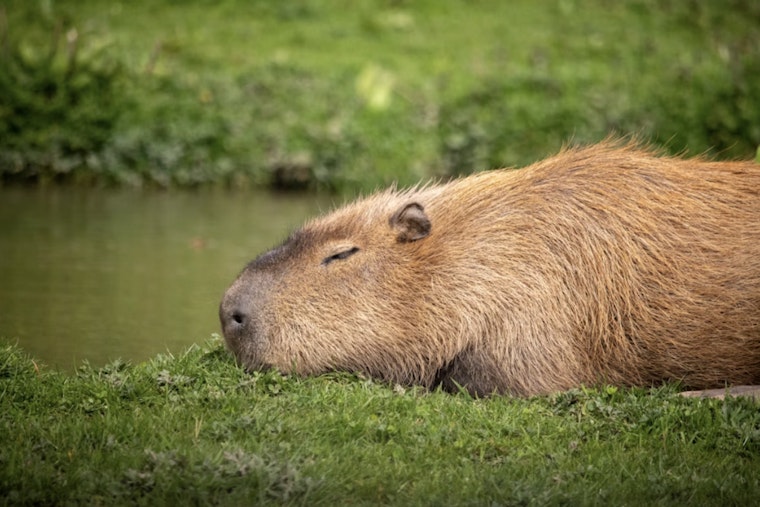 South Texas Jogger Startled As Giant Capybara Crashes Mission Trail Run