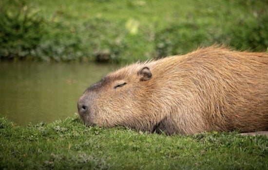 South Texas Jogger Startled As Giant Capybara Crashes Mission Trail Run