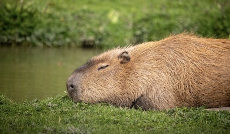 South Texas Jogger Startled As Giant Capybara Crashes Mission Trail Run