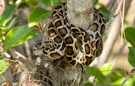 Southwest Florida Snake Squad Hauls Out Four Tons Of Giant Pythons