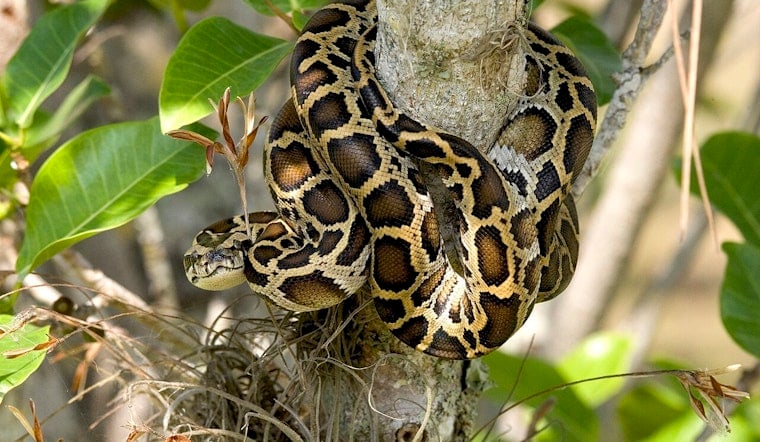 Southwest Florida Snake Squad Hauls Out Four Tons Of Giant Pythons