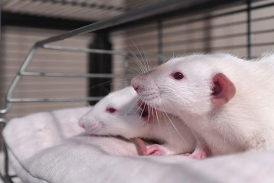 Stanford Lab Claims Cartilage Comeback In Mice, Stirs Hopes For Bad Knees