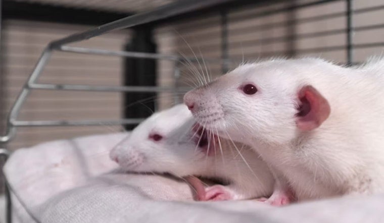 Stanford Lab Claims Cartilage Comeback In Mice, Stirs Hopes For Bad Knees