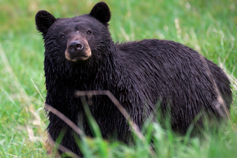 Stanton Heights Bear Stroll Has Pittsburgh Neighbors On Edge