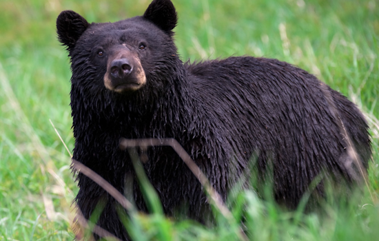 Stanton Heights Bear Stroll Has Pittsburgh Neighbors On Edge