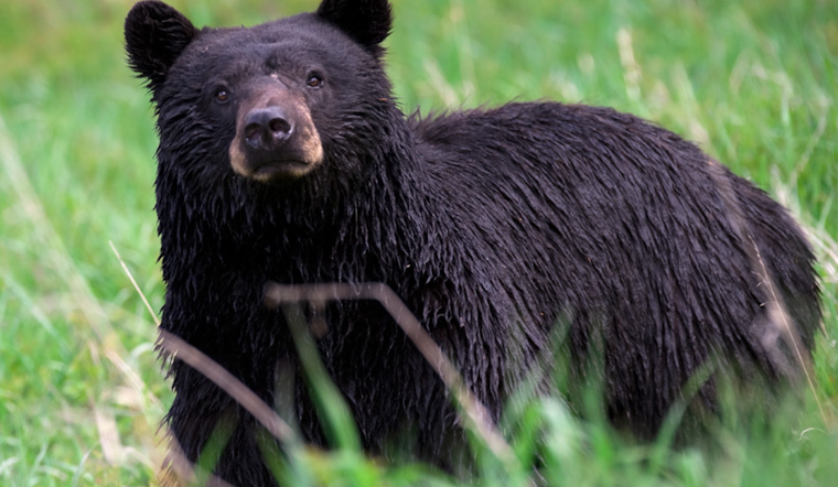 Stanton Heights Bear Stroll Has Pittsburgh Neighbors On Edge