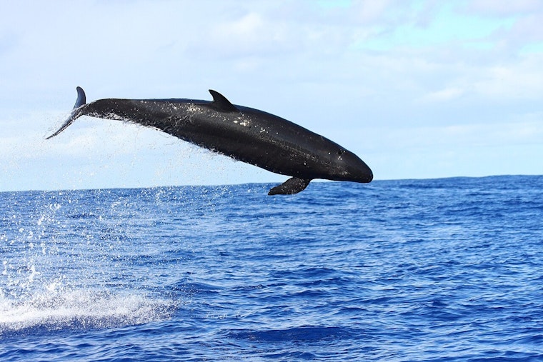 Starving Hawaiʻi False Killer Whales Wasting Away In Slow-Motion Crisis