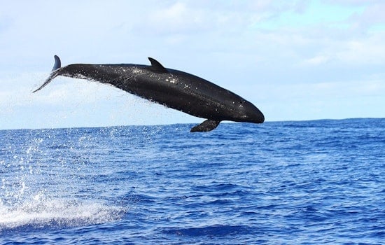 Starving Hawaiʻi False Killer Whales Wasting Away In Slow-Motion Crisis