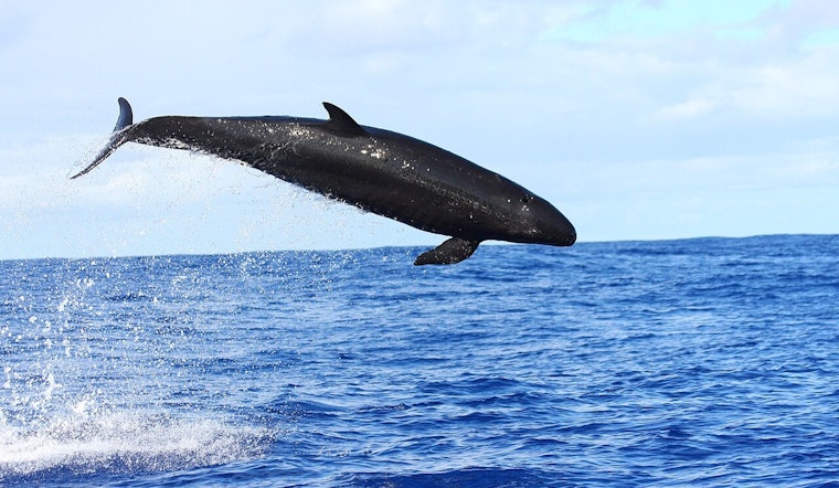 Starving Hawaiʻi False Killer Whales Wasting Away In Slow-Motion Crisis