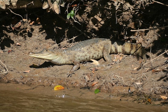 Stealth Gator Cousins Creep Through South Florida Canals And Wetlands