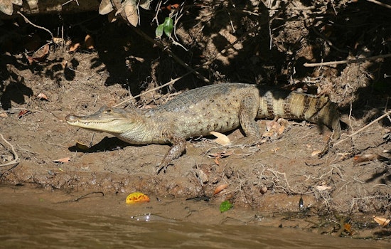 Stealth Gator Cousins Creep Through South Florida Canals And Wetlands