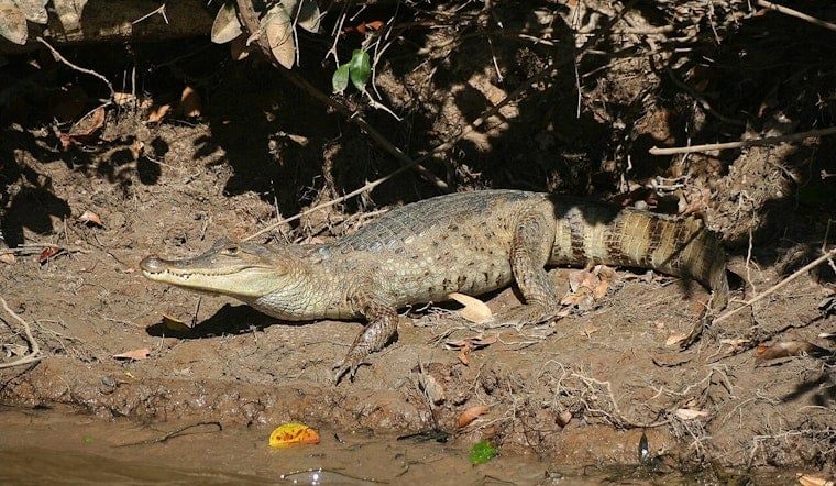 Stealth Gator Cousins Creep Through South Florida Canals And Wetlands
