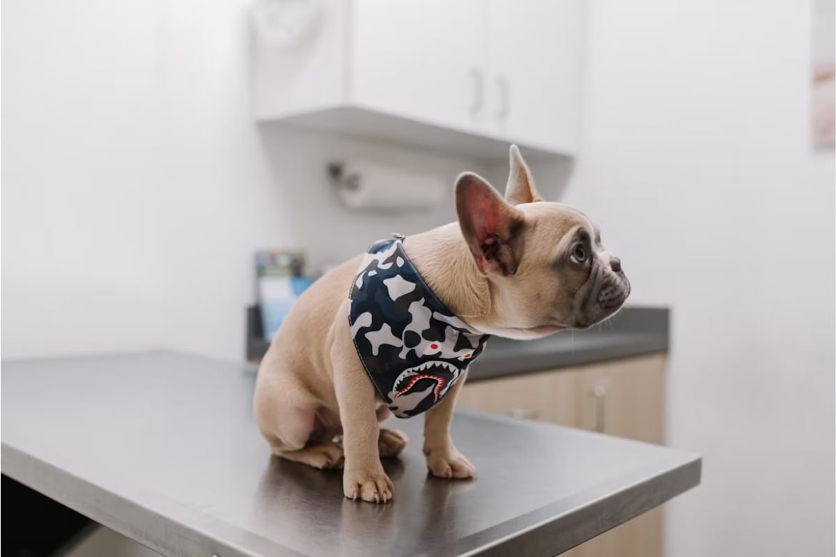 Sticker Shock at the Dog Park as San Diego Vet Bills Bite Hard