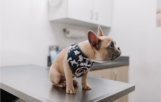 Sticker Shock at the Dog Park as San Diego Vet Bills Bite Hard