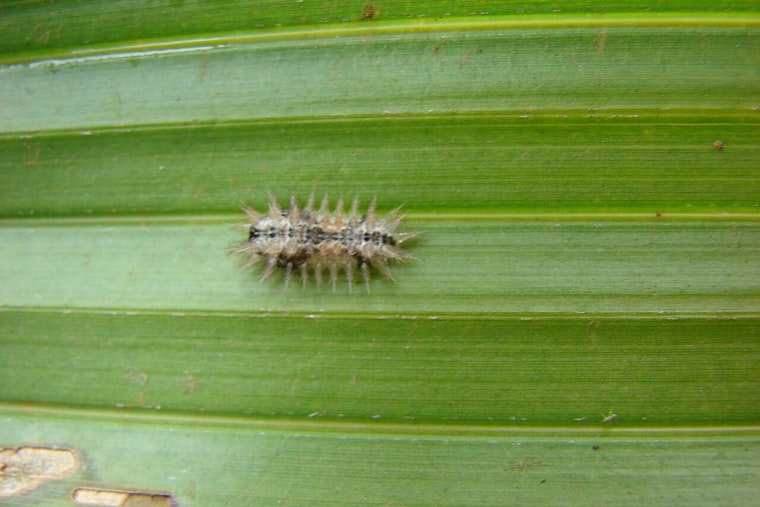 Stinging Caterpillar Surge Has Hawaii Unleashing Tiny Wasp Army