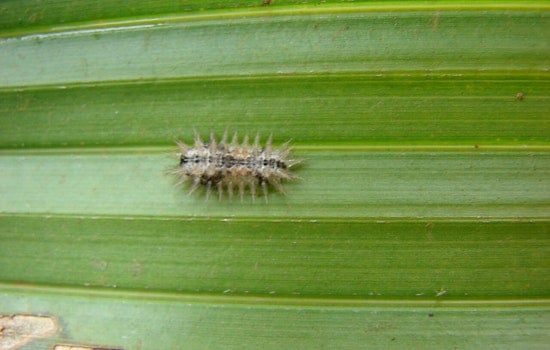 Stinging Caterpillar Surge Has Hawaii Unleashing Tiny Wasp Army