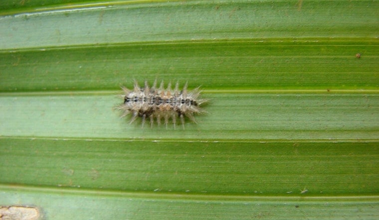 Stinging Caterpillar Surge Has Hawaii Unleashing Tiny Wasp Army