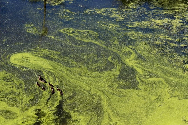 Stockton Bets on Mud-Sucking Makeover to Save McLeod Lake From Toxic Algae