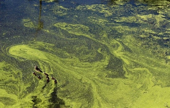 Stockton Bets on Mud-Sucking Makeover to Save McLeod Lake From Toxic Algae