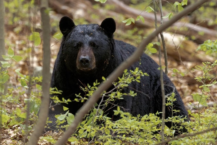 Suburban Shock As Young Black Bear Tears Through Greenhills Commons