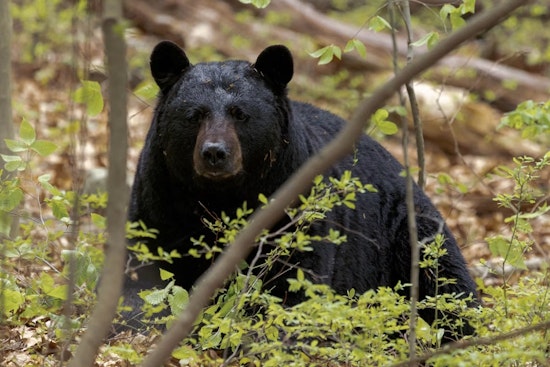 Suburban Shock As Young Black Bear Tears Through Greenhills Commons
