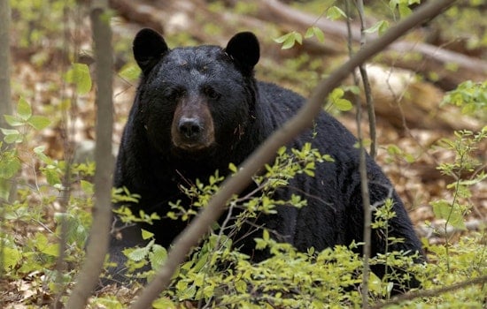 Suburban Shock As Young Black Bear Tears Through Greenhills Commons