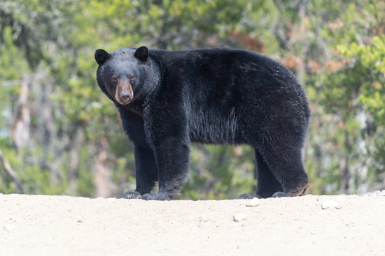 Summer Hill On Edge As Lone Black Bear Roams North Side Streets