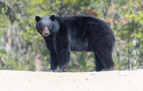 Summer Hill On Edge As Lone Black Bear Roams North Side Streets