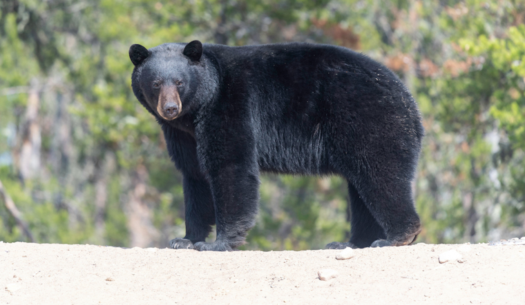 Summer Hill On Edge As Lone Black Bear Roams North Side Streets