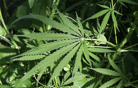 Tallahassee Pot Powerhouse Poised To Crash The NYSE Club