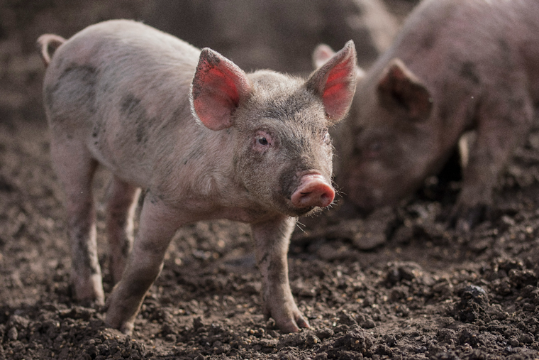 Tarentum Pig Rescue Swamped After 80 Hogs Pulled From Condemned Rostraver Home