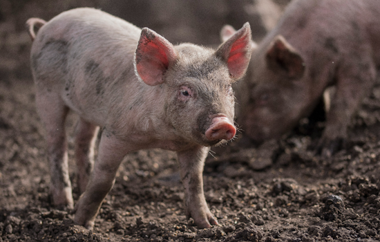 Tarentum Pig Rescue Swamped After 80 Hogs Pulled From Condemned Rostraver Home