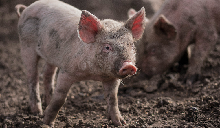 Tarentum Pig Rescue Swamped After 80 Hogs Pulled From Condemned Rostraver Home