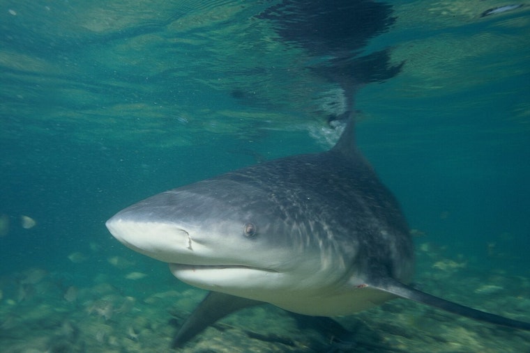 Tarpon Trip Turns Wild As Neuse River Angler Snags 300-Pound Bull Shark
