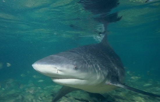 Tarpon Trip Turns Wild As Neuse River Angler Snags 300-Pound Bull Shark