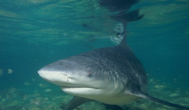 Tarpon Trip Turns Wild As Neuse River Angler Snags 300-Pound Bull Shark
