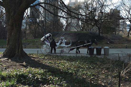 Teen Clings To Life After Fall From Central Park Horse Carriage