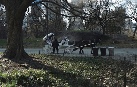 Teen Clings To Life After Fall From Central Park Horse Carriage
