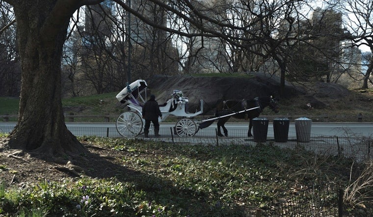 Teen Clings To Life After Fall From Central Park Horse Carriage