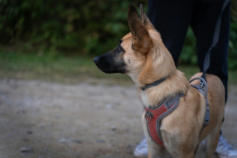 Terrified Westside Neighbors Say Roaming Dog Packs Rule Their Streets