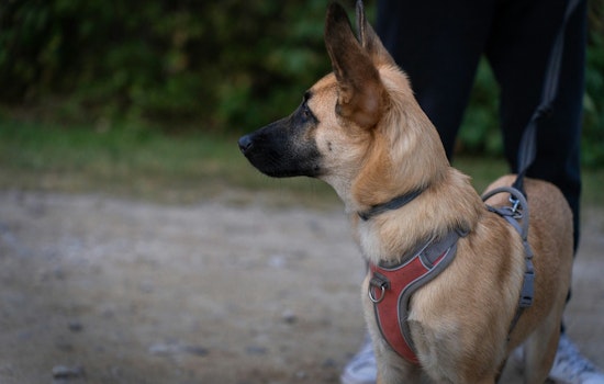 Terrified Westside Neighbors Say Roaming Dog Packs Rule Their Streets