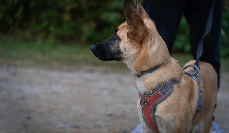 Terrified Westside Neighbors Say Roaming Dog Packs Rule Their Streets