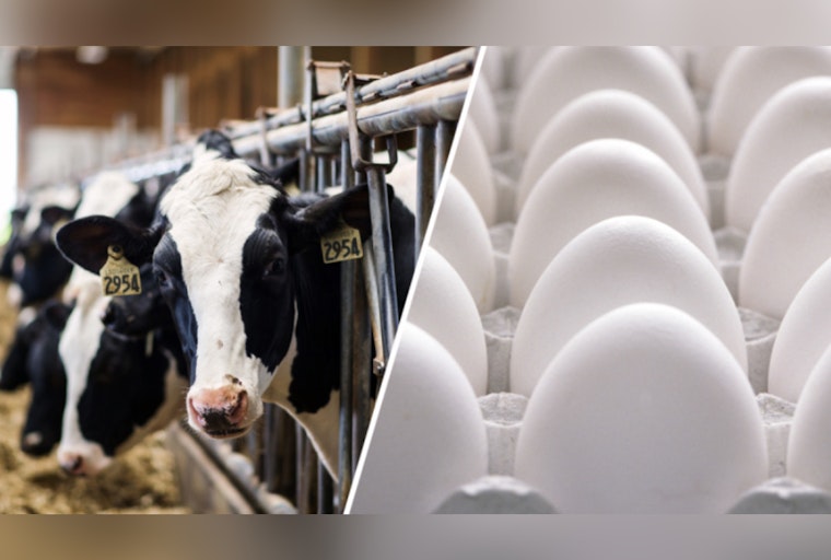 Texas Dairy On Lockdown After Bird Flu Hits Cows