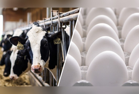 Texas Dairy On Lockdown After Bird Flu Hits Cows
