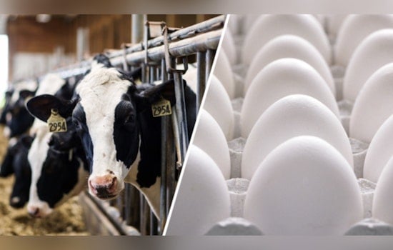 Texas Dairy On Lockdown After Bird Flu Hits Cows