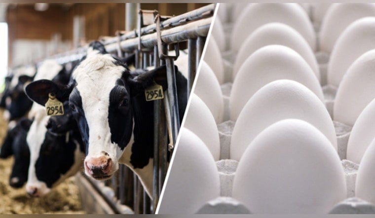 Texas Dairy On Lockdown After Bird Flu Hits Cows