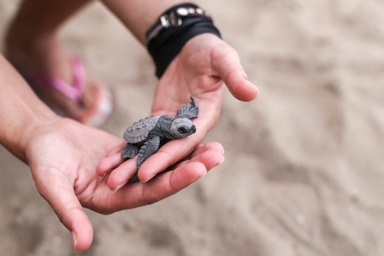 Texas Tightens Wildlife Rehab Rules With 600‑Hour Apprenticeship